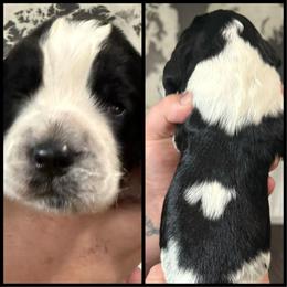 Brandy - Black and white female English Springer Spaniel puppy in Rio, Wisconsin from Rowan Creek Springers
