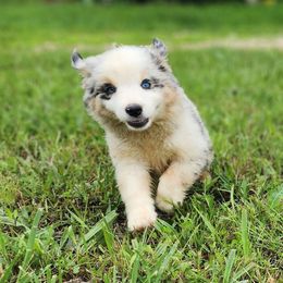 Daisy - Blue merle female Miniature Australian Shepherd puppy in Macomb, Missouri from Faunus Farms and Aussies