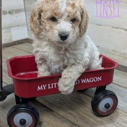 Tinsel - Parti female Goldendoodle puppy in Cambridge, Minnesota from Country Meadow Doodles