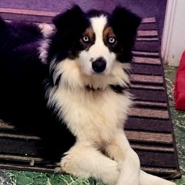 Angus - Australian Shepherd