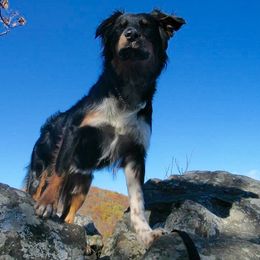 Australian Shepherd All Grown Up from Silver Spoon Aussies