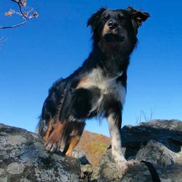 Australian Shepherd All Grown Up from Silver Spoon Aussies