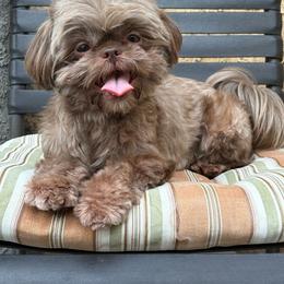 Diamon - Tricolor female Shih Tzu puppy in Las Vegas, Nevada from Vegas Shih Tzus