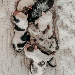 Sheepadoodle Puppies from DOODCompany