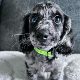 Romeo - Dapple male Dachshund puppy in Ocala, Florida from Weenie Boops