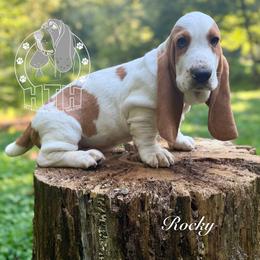 Rocky - Red and white male Basset Hound puppy in Dingess, West Virginia from Tuckers' Howling Hounds