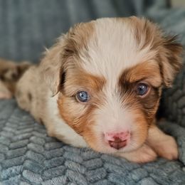 Toy Australian Shepherd Puppies from Reflections of Star Crest Kennel