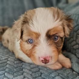 Toy Australian Shepherd Puppies from Reflections of Star Crest Kennel