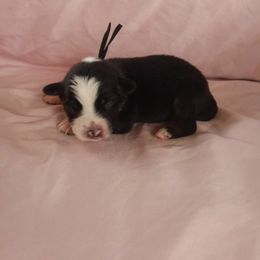 Australian Shepherd and Miniature Australian Shepherd Puppies from Rothsolid Puppies