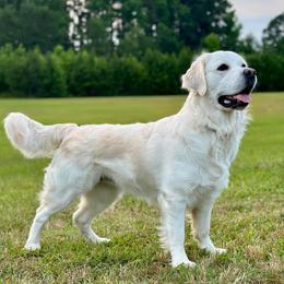 Katie - Golden Retriever