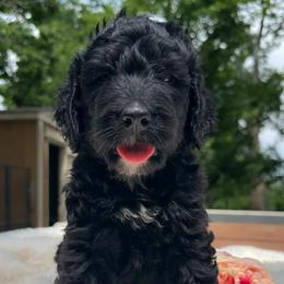Madison - Black and white female Bernedoodle puppy in Osage City, Kansas from Golden Ridge Goldens
