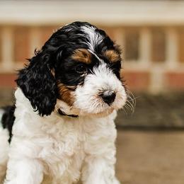 Bernedoodles and Goldendoodles from Grace Filled Golden’s