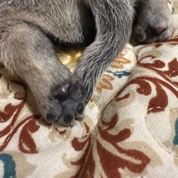 Pug Puppies from Vaubel Country Pugs