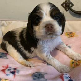 Girl 1 - Brown and white female Cocker Spaniel puppy in Gadsden, Alabama from Rich Cat’s
