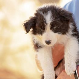Border Collie Puppies from Balmoral Border Collies