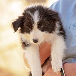 Border Collie Puppies from Balmoral Border Collies