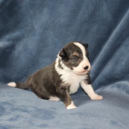 Callum - Black male Border Collie puppy in Tiskilwa, Illinois from First Harmony Farms