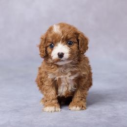 Sadie - Red female Cavapoo puppy in Apple Creek, Ohio from Grandeur Valley Puppies