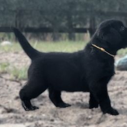 Labrador Retriever Puppies from Cedar Key Labradors