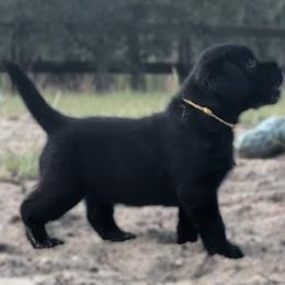 Labrador Retriever Puppies from Cedar Key Labradors