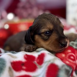 Holly - Cream female Dachshund puppy in Stoutland, Missouri from Farmhouse Dachshunds