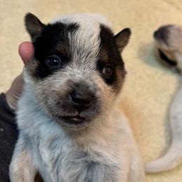 Girl 1 - Blue speckled female Australian Cattle Dog puppy in Valley Mills, Texas from Bottoms Up Cattle Dogs