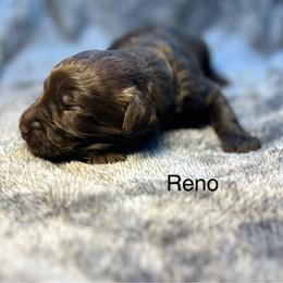 Reno - Chocolate male Goldendoodle puppy in New Ringgold, Pennsylvania from Hawk Mountain Doodles