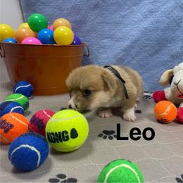 Leo - Red male Pembroke Welsh Corgi puppy in Apison, Tennessee from Ashmore Corgis