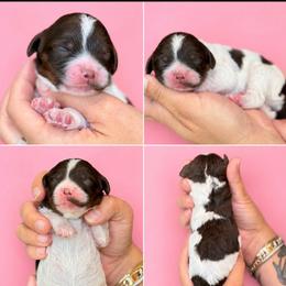 Vanessa - Brown and white female Cockapoo puppy in Yuciapa, California from AlltheDoodlez_