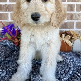 Noah - Cream male Goldendoodle puppy in Caddo Mills, Texas from Fire Wife Doodles