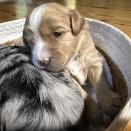 Mandolin - Yellow and white female Bernedoodle puppy in Pittsburg, Illinois from Doodles on Rock Creek