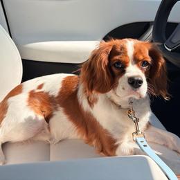 Phoebe - Blenheim female Cavalier King Charles Spaniel puppy in Katy, Texas from True Heart Cavaliers LLC