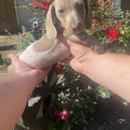 Dachshund Puppies from MI Dachshunds