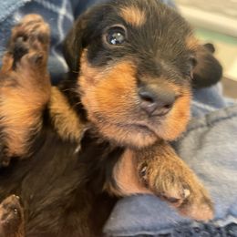 Marjorie - Black and tan Dachshund puppy in Virginia from Arbor Hill Dachsunds