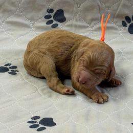 Orange - Apricot female Goldendoodle puppy in Rockford, Ohio from 419 Goldendoodles