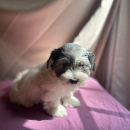 Cocoa - White Havanese puppy in Pearland, Texas from Herds Of Havanese