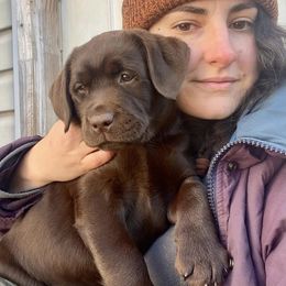 Labrador Retriever Puppies from Lost Woods Labradors