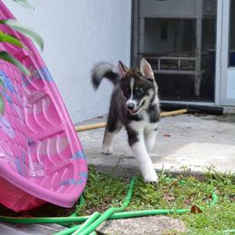 Siberian Husky Puppies from SoFlo Siberians