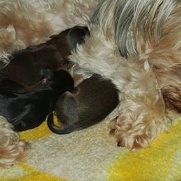 Morkies from Pierre Yorkies