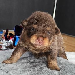 Pepper's Blame It On The Boogie - Boogie - Chocolate and tan male Pomeranian puppy in Plant City, Florida from Pepper's Pomeranians
