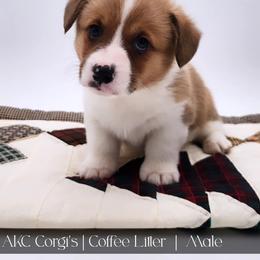 Latte - Red male Pembroke Welsh Corgi puppy in Pine Village, Indiana from NL Horsemanship
