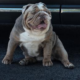 Polar - Bulldog