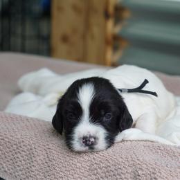 Black - Black and white female English Springer Spaniel puppy in Loris, South Carolina from Palmetto Springer Spaniels