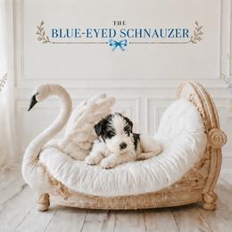 Lily - Parti female Miniature Schnauzer puppy in Winter Haven, Florida from The Blue Eyed Schnauzer