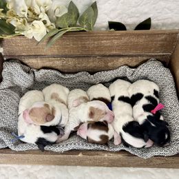 Havapoo puppies from Meadowlark Doodles