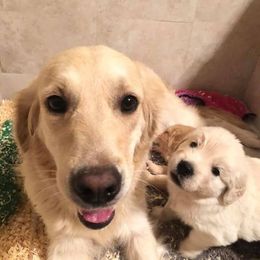 Golden Retriever Puppies from Oak Canyon Golden Retrievers