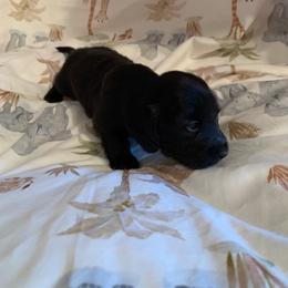 Girl 1 - Black female Dachshund puppy in Vinton, Iowa from Lerch Family Dachshunds