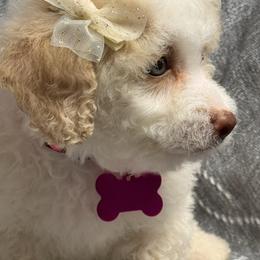 Gina - White female Maltipoo puppy in Bakersfield, California from Silvia's Maltipoos