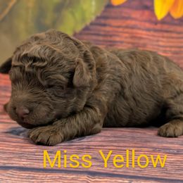 Miss Yellow - Chocolate female Labradoodle puppy in Lebanon, Pennsylvania from Robertson's Retrievers and Doodles