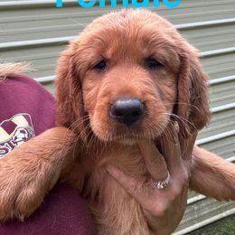 Golden Retriever Puppies from Oak Bottom Retrievers